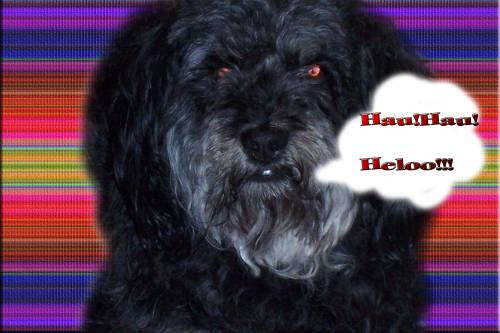 Hau ! Hau! 