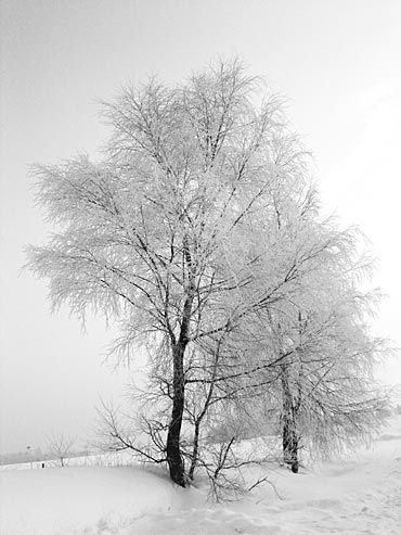 zimowe drzewko