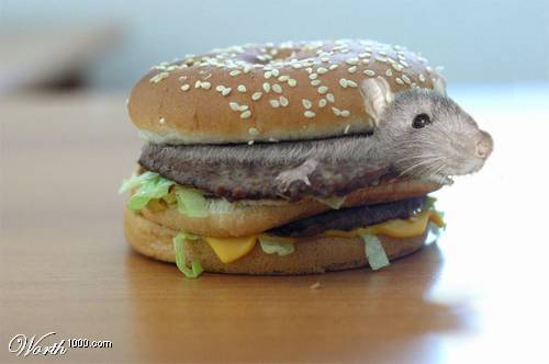 chomik 