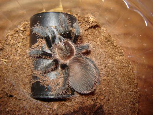 B.Albopilopsum L7
