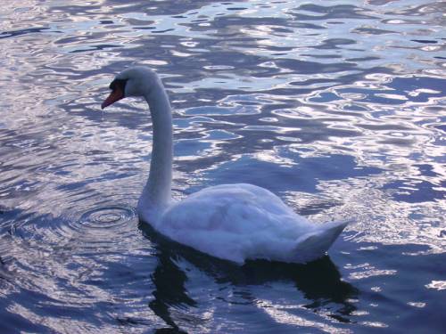 Jezioro ISEO-Italia(Lovere)