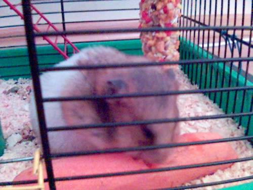 atka :)