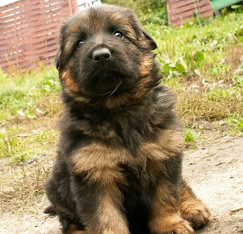 Piesio:)