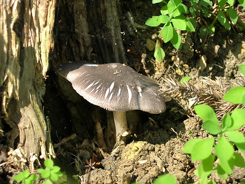 Piekary laskie 
