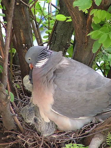 gobki