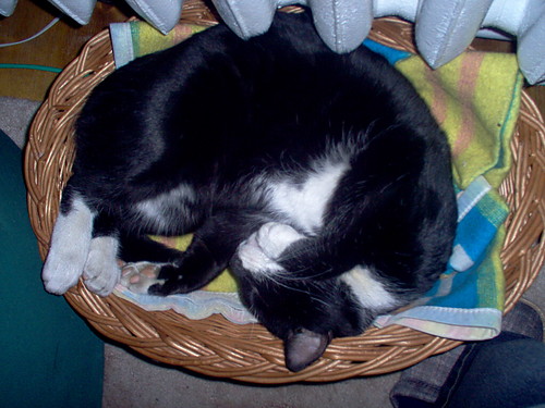 Kiciucha
