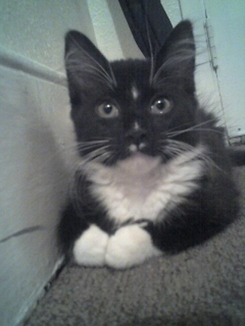 kiciurrrrrrrrrr.. ;) daisy