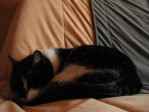 Kicia..