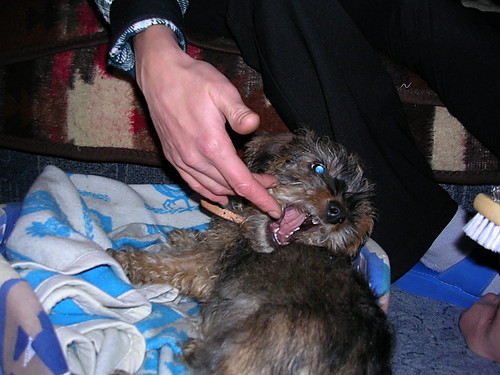 Psiak