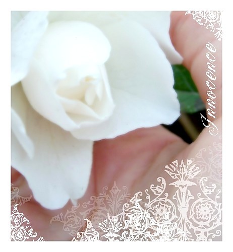 ...white beauty on my hand...