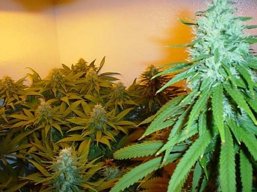 LEGALIZE IT