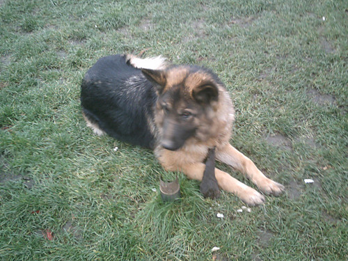 Tinka - psinka:)