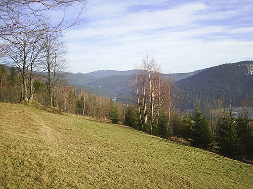 131. Ujsolskie lasy