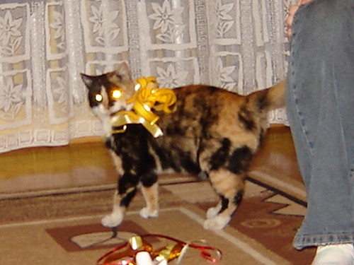 witeczna Kinia