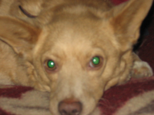 My dog