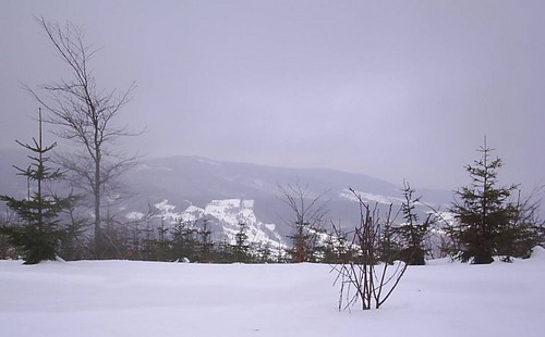 137. Chleb dla ptakw za sony