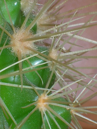 Kaktus.