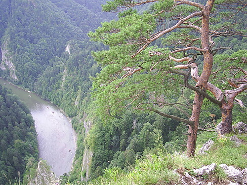 141. Sosna rozdarta