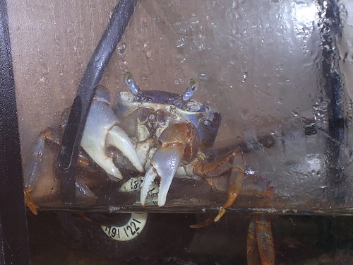 Krab