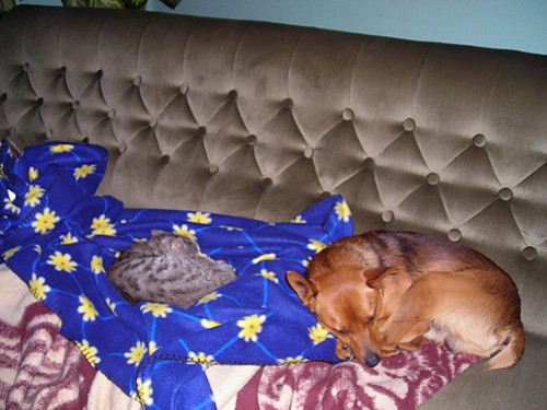 bella i rudi