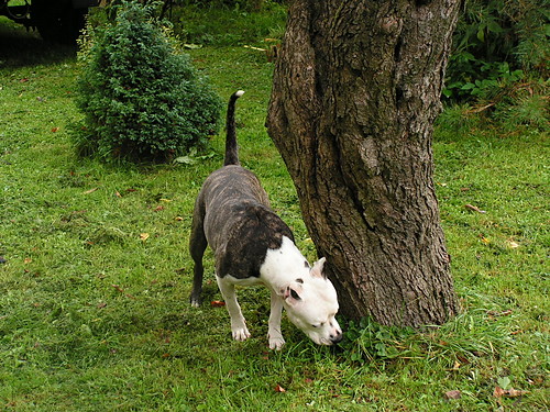 My dog...