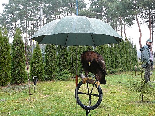 Orze pod parasolem
