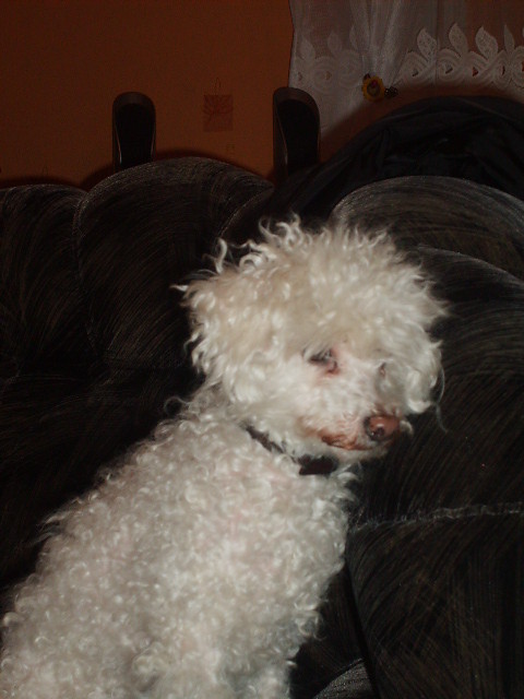 Pucini?:P