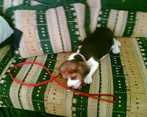 Scooby #