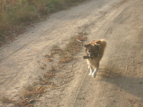 Puszek