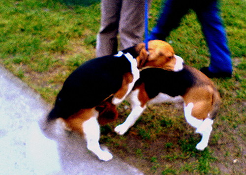 Alex vs Scooby =D