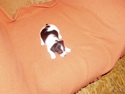 SUNIA