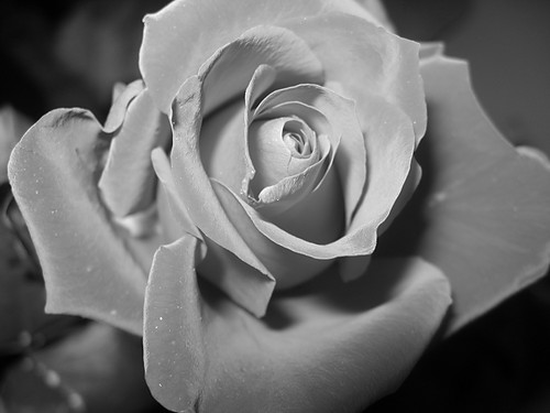 SacRuM...