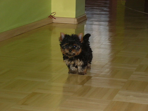 I znowu my dog'u xD