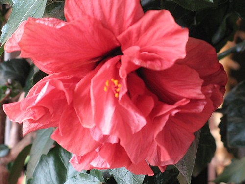 Hibiskus...