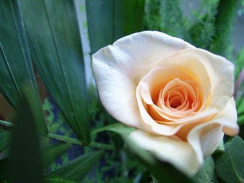 rose...