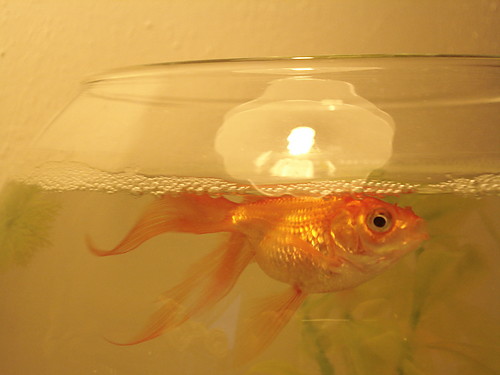 Goldfish...