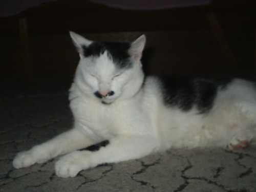 Mj kiciu$:*:*:*