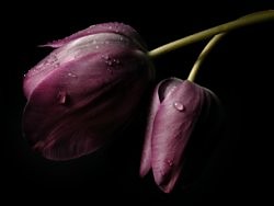Tulipanyy boskiee 