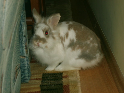 bax