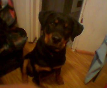 Borysek :)