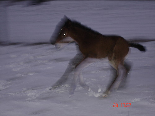 Zorza :)