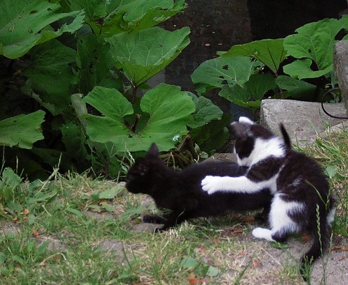 Cats I