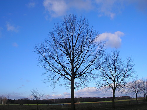 Drzewko