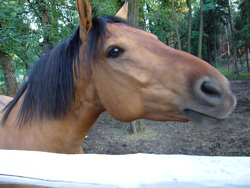 ...Konik...