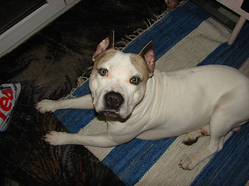 Pit