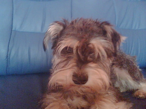 moj pies;p