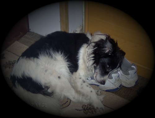 pioooch