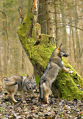 2 wilki...