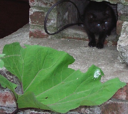 Cats III