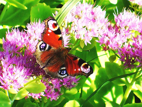 Cudowny motyl..